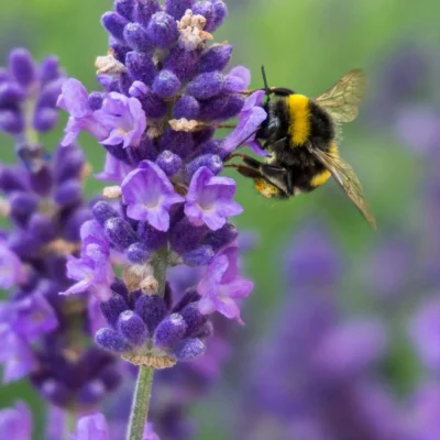 pflegeleichte-blumen
