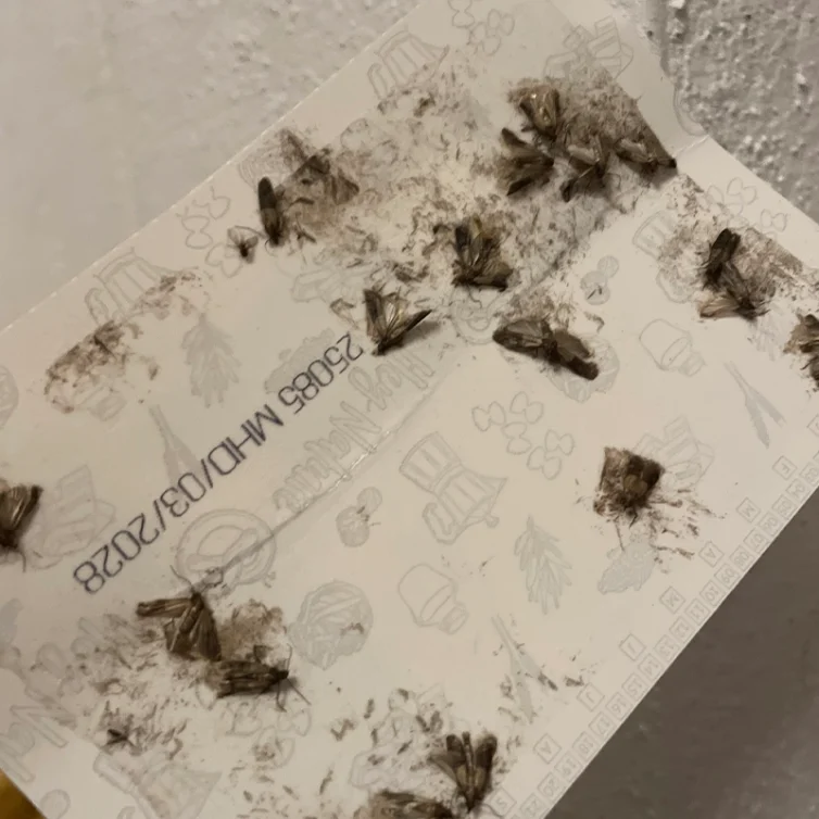 mottenfalle-pheromonfalle-erfahrungsbericht